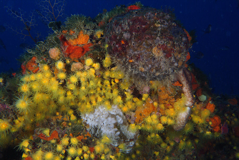 Leptopsammia pruvoti